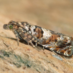 Epiblema costipunctana  ©  Patrick Clement