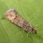 Clavigesta purdeyi  ©  Paul Kitchener