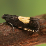 Pammene trauniana  ©  Oliver Wadsworth