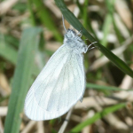 Leptidea juvernica  ©  Horst Pichler