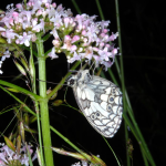 Melanargia galathea  ©  Peter Hall