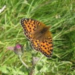Speyeria aglaja Dark Green Fritillary ©  Nigel Richards