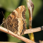 Nymphalis xanthomelas Scarce Tortoiseshell ©  František Kosorín