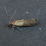 Plodia interpunctella Indian Meal Moth ©  Andy King