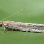 Anerastia lotella  ©  Paul Kitchener