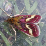 Pyrausta ostrinalis  ©  Patrick Clement
