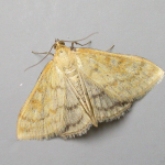 Sitochroa verticalis  ©  Paul Kitchener
