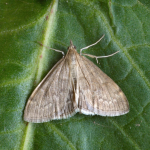 Anania fuscalis  ©  Patrick Clement