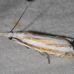 Mesocrambus candiellus  ©  Ozgur Kocak