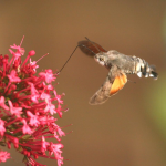 Macroglossum stellatarum Hummingbird Hawk-moth ©  Nigel Partridge