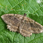 Philereme transversata Dark Umber ©  Patrick Clement