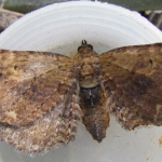 Horisme scorteata  ©  John Girdley