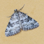 Perizoma minorata  ©  John Walshe
