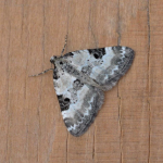 Perizoma blandiata Pretty Pinion ©  John Kemp