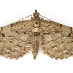 Eupithecia intricata  ©  Nigel Partridge
