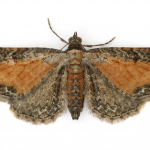 Eupithecia icterata  ©  Nigel Partridge