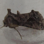 Ctenoplusia accentifera Accent Gem ©  John Girdley