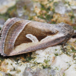 Deltote uncula Silver Hook ©  Billy Dykes