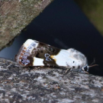 Acontia lucida Pale Shoulder ©  Robert Payne