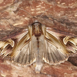 Actinotia polyodon Purple Cloud ©  Horst Pichler