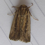Leucania putrescens Devonshire Wainscot ©  John Girdley