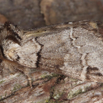 Drymonia obliterata  ©  Horst Pichler