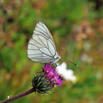 Aporia crataegi Black-veined White ©  Nigel Voaden