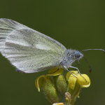 Leptidea duponcheli  ©  Ozgur Kocak