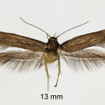 Scythris bifissella  ©  František Kosorín