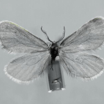 Bijugis pectinella  ©  František Kosorín