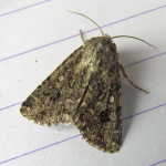 Cardepia sociabilis  ©  John Girdley