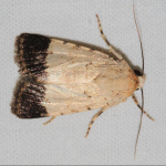Dichagyris melanura  ©  Ozgur Kocak