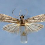 Ephestia parasitella  ©  František Kosorín