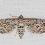 Eupithecia scalptata  ©  Ozgur Kocak