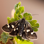 Eurrhypis pollinalis  ©  František Kosorín