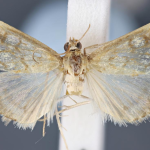 Evergestis marocana  ©  John Girdley