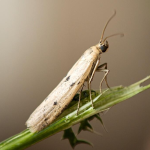 Homoeosoma inustella  ©  František Kosorín