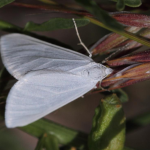 Lithostege farinata  ©  Ozgur Kocak