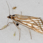 Loxostege clathralis  ©  Ozgur Kocak