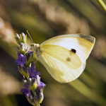 Pieris mannii  ©  František Kosorín