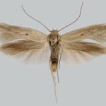 Scythris niemineni  ©  Ignác Richter
