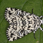 Trichosea ludifica  ©  Horst Pichler